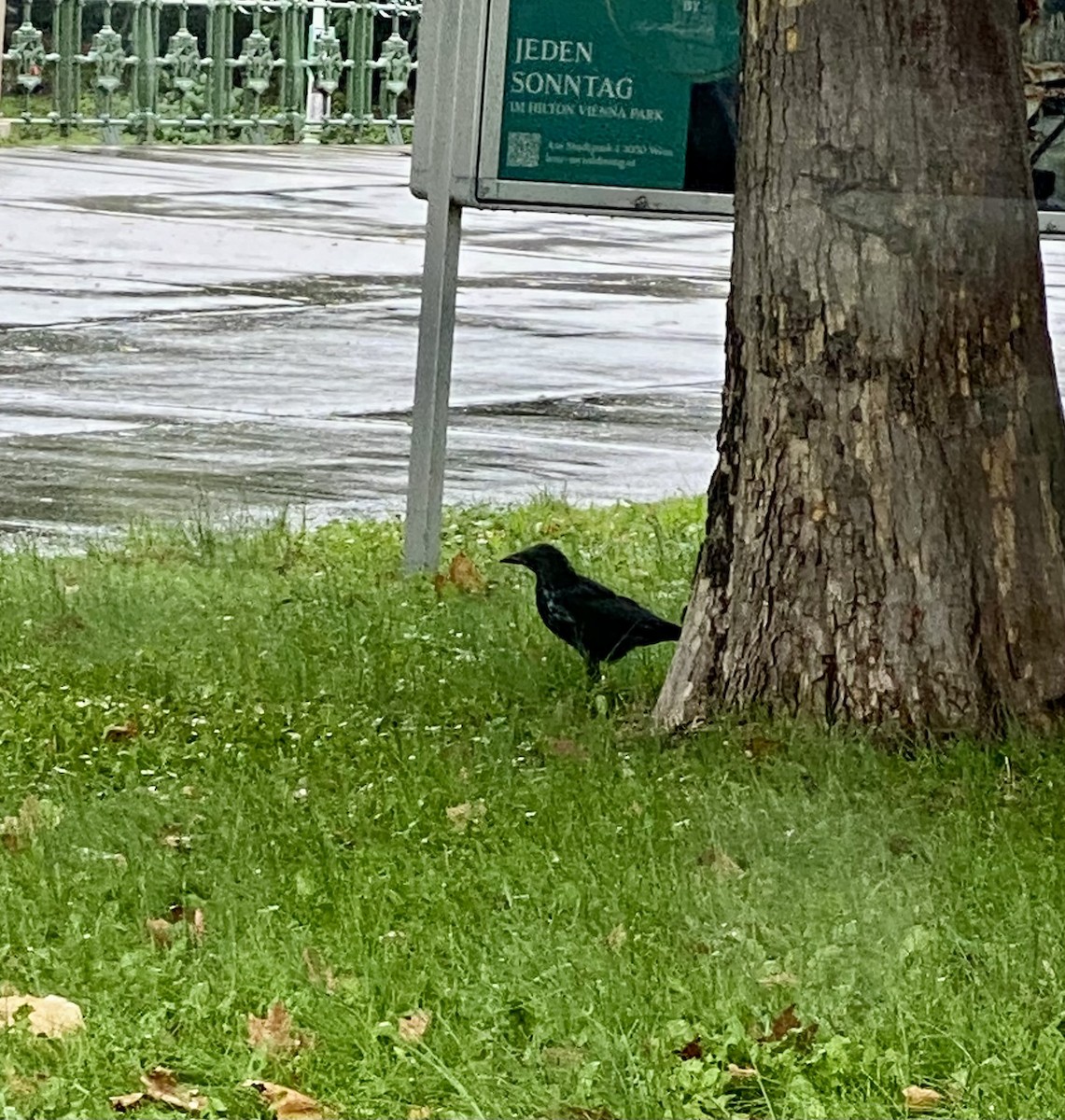 Carrion Crow - ML624508559