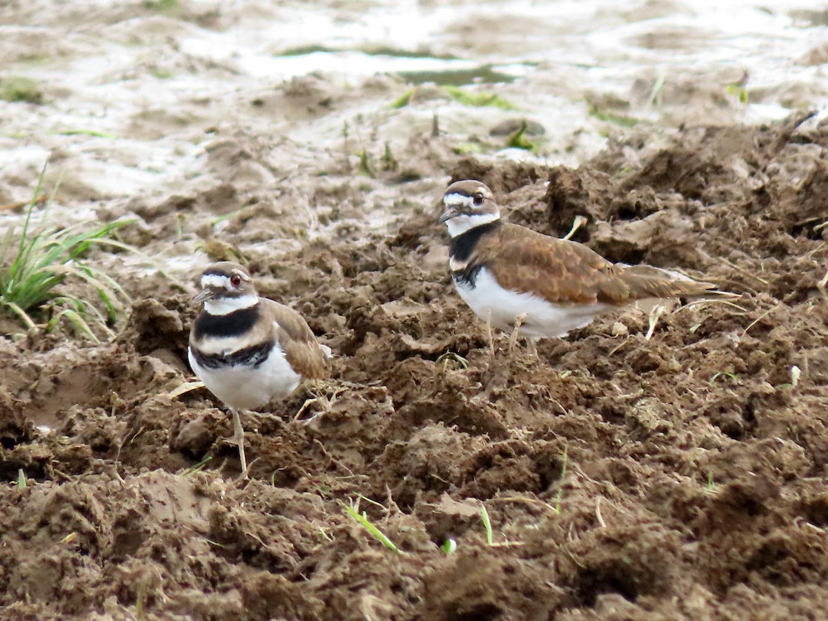 Killdeer - David Cooney Jr