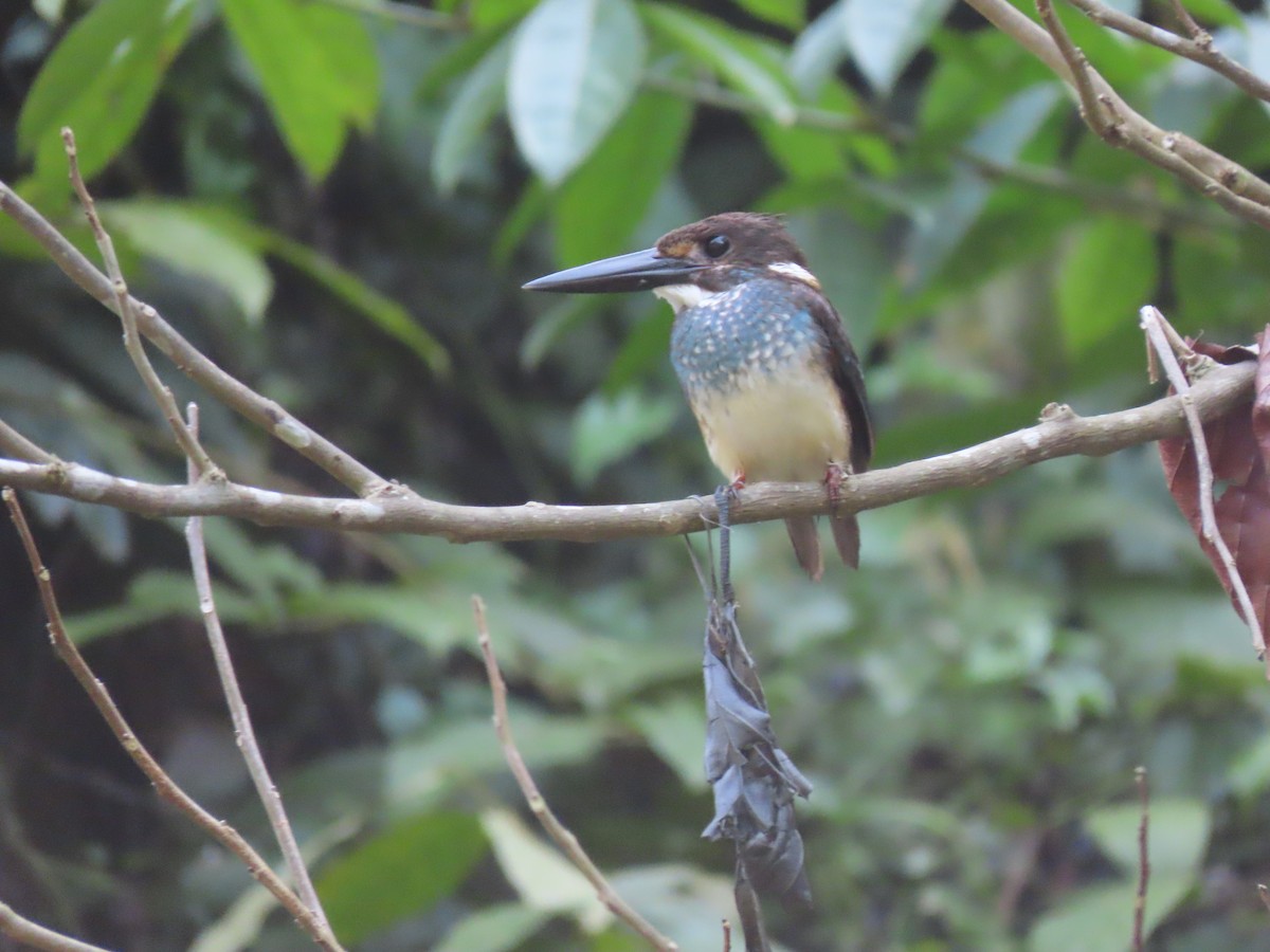 Malaysian Blue-banded Kingfisher - ML624508846