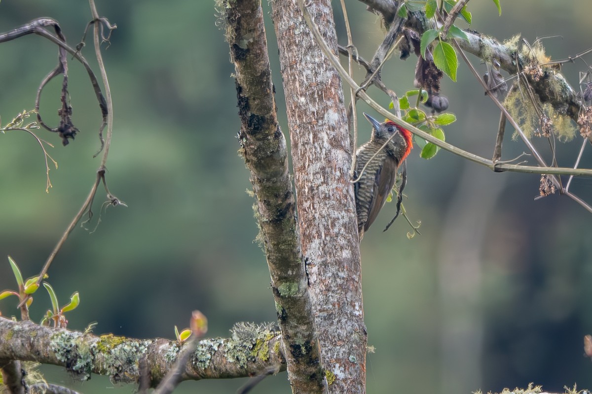 Bar-bellied Woodpecker - ML624508860