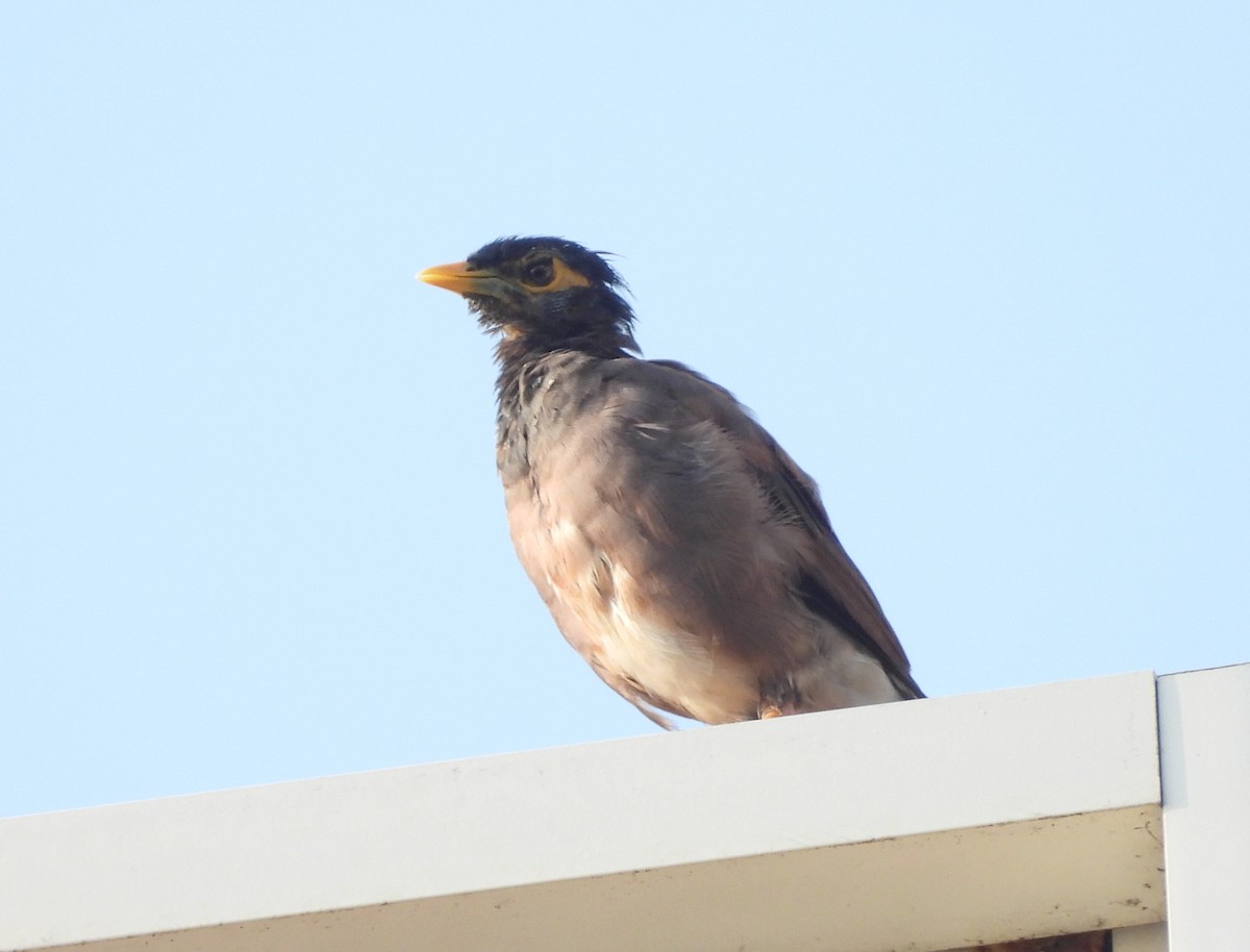 Common Myna - ML624508900