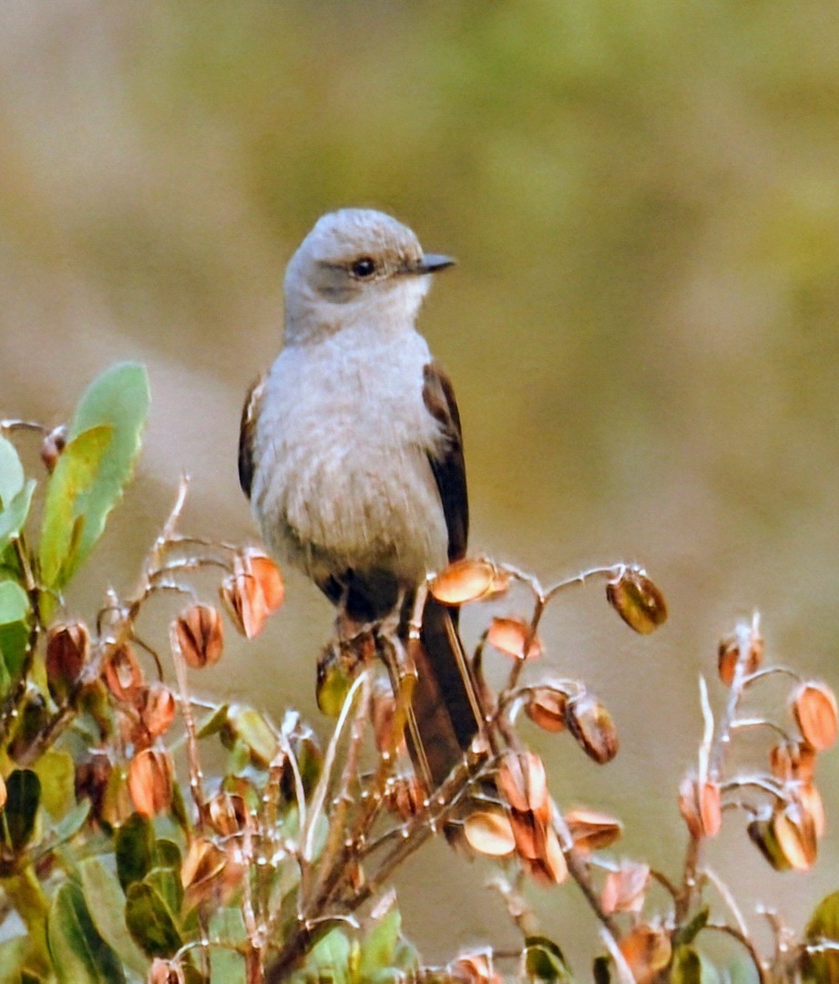 Shear-tailed Gray Tyrant - ML624508974