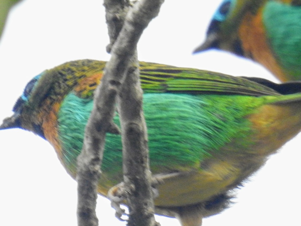 Brassy-breasted Tanager - ML624509024