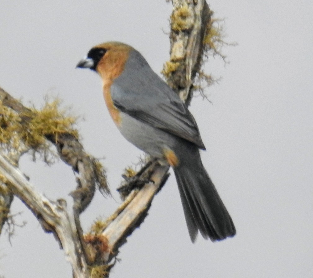 Cinnamon Tanager - ML624509034