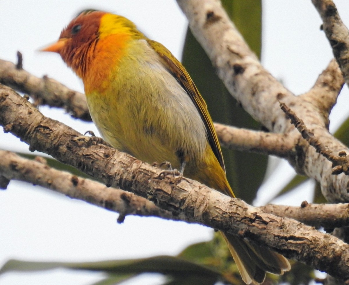 Rufous-headed Tanager - ML624509046