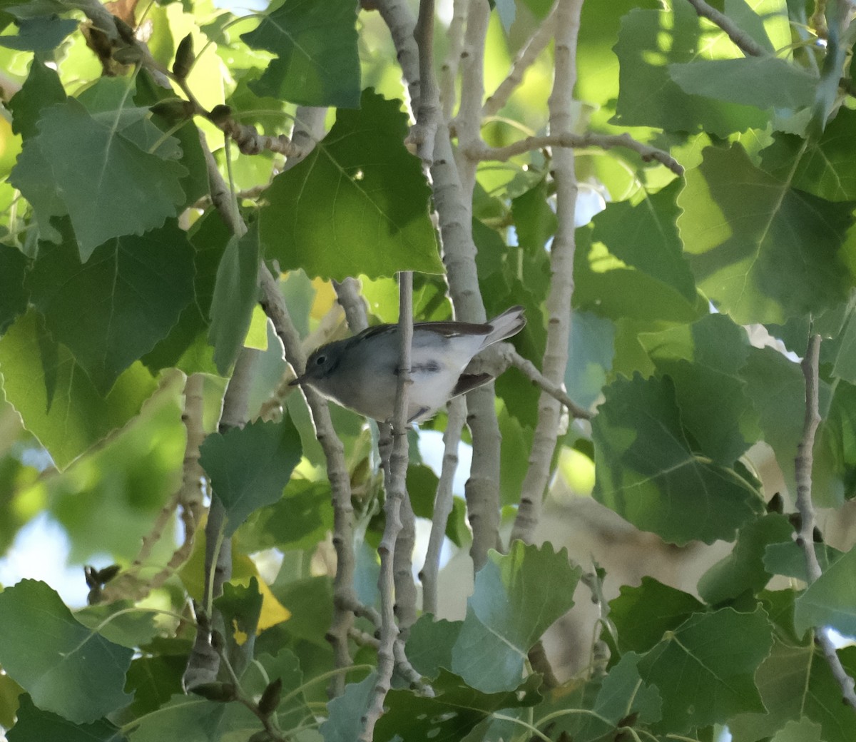 Chestnut-sided Warbler - ML624509243