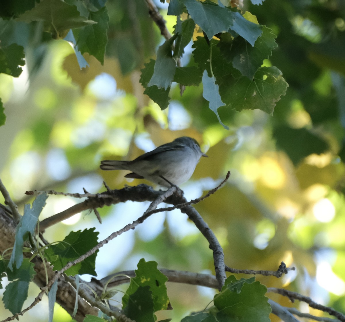 Chestnut-sided Warbler - ML624509244