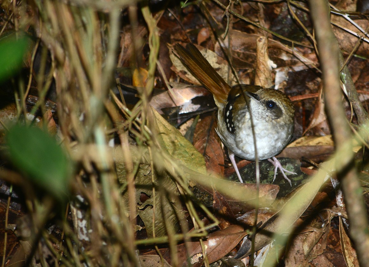 Squamate Antbird - João Gava Just