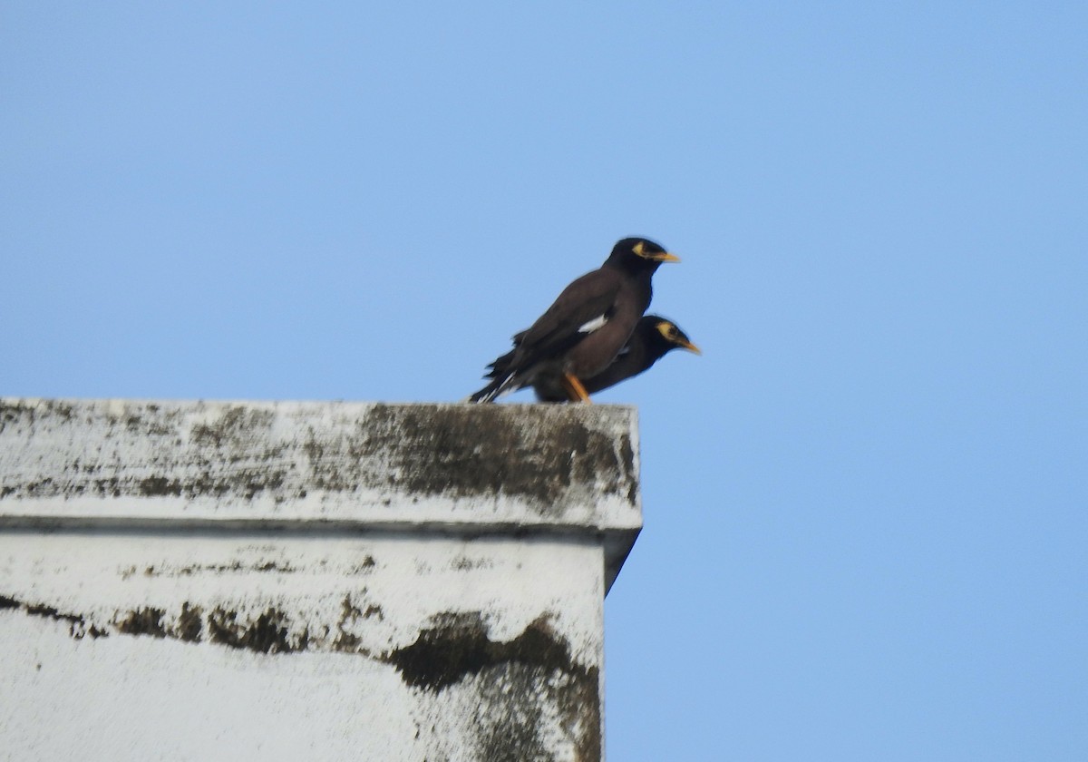 Common Myna - ML624509520