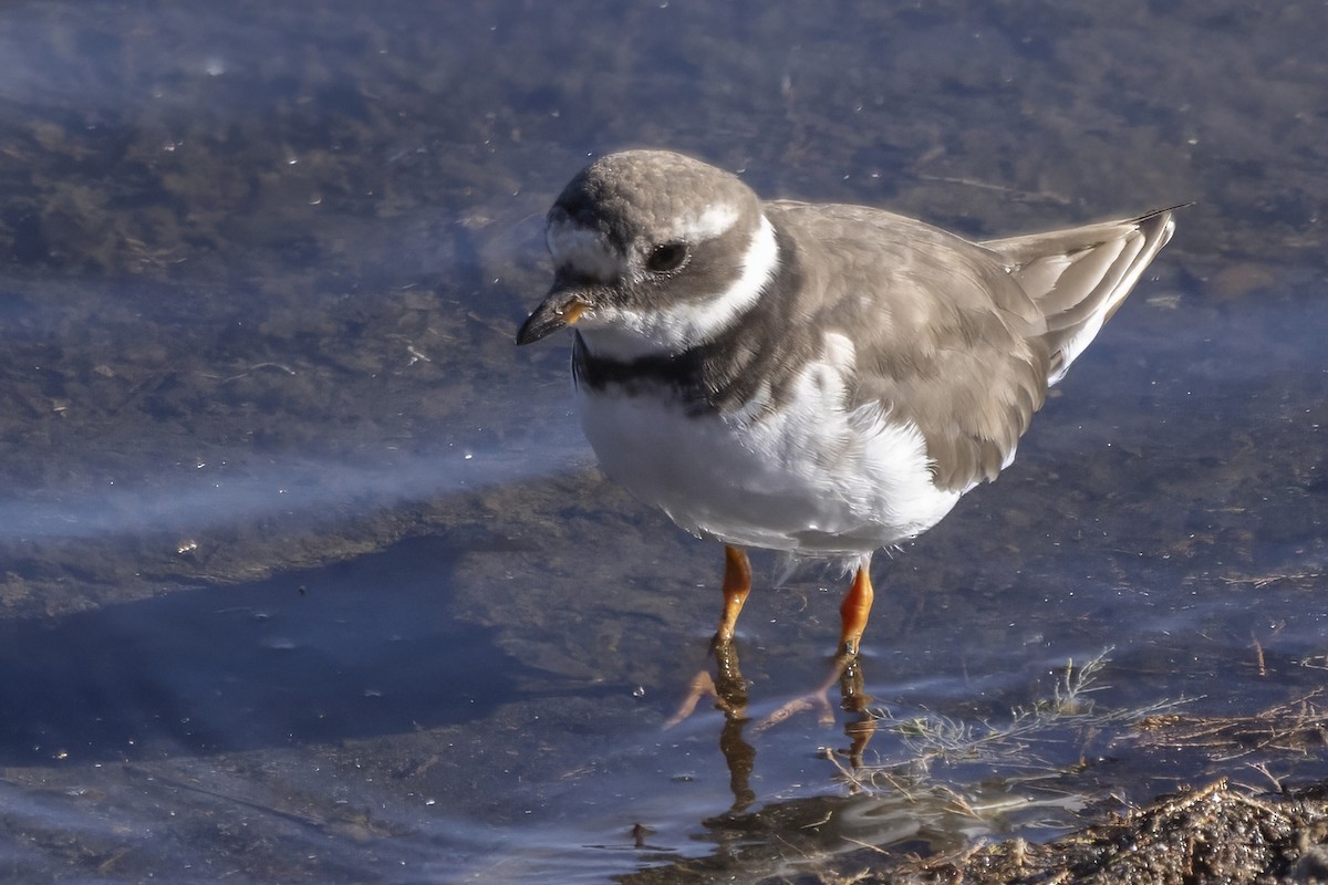 Common Ringed Plover - ML624509529