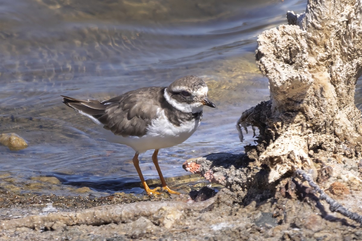 Common Ringed Plover - ML624509608