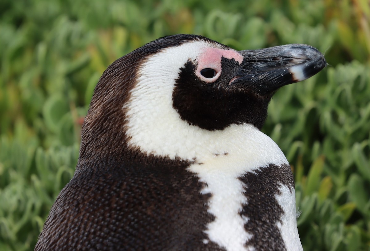 African Penguin - ML624509644