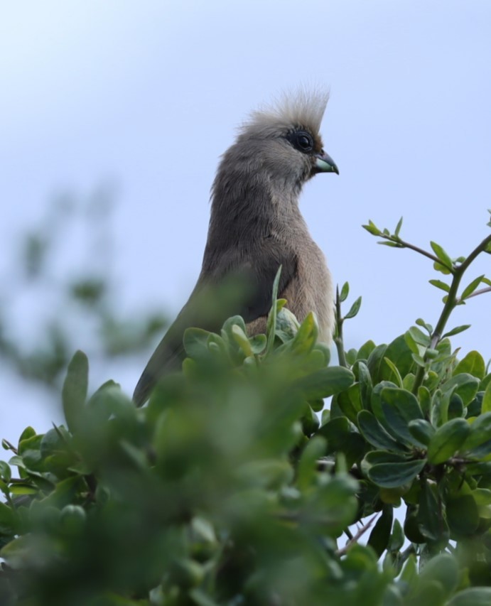 Speckled Mousebird - ML624509659