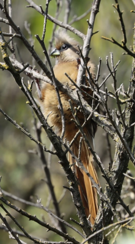 Speckled Mousebird - ML624509660