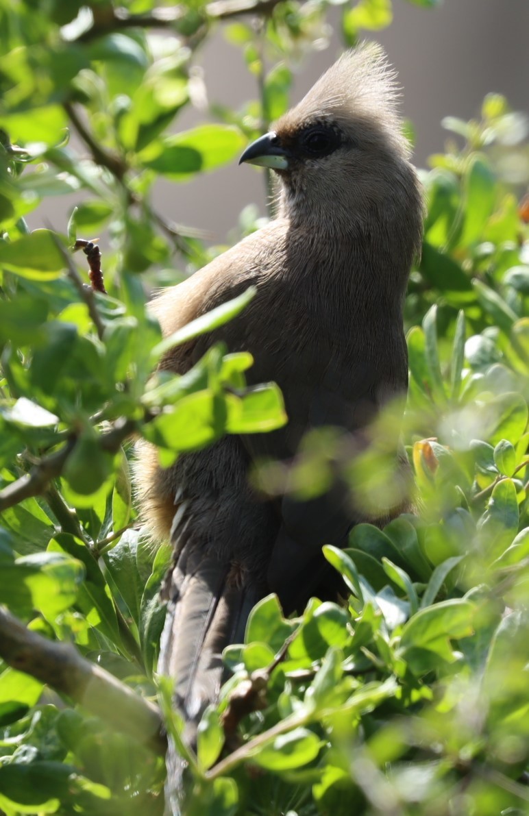 Speckled Mousebird - Susan  Downey