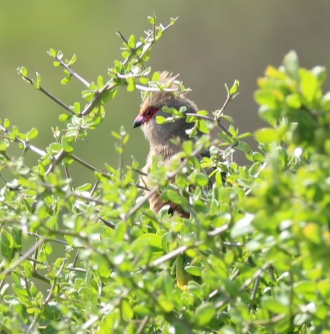 Red-faced Mousebird - ML624509664