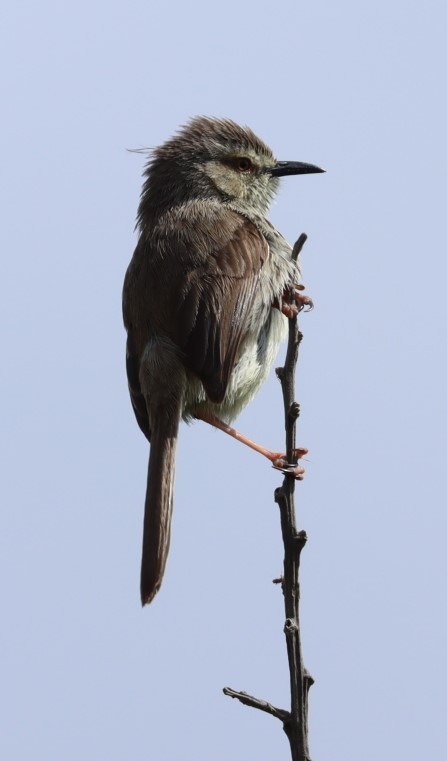 Karoo Prinia - ML624509678