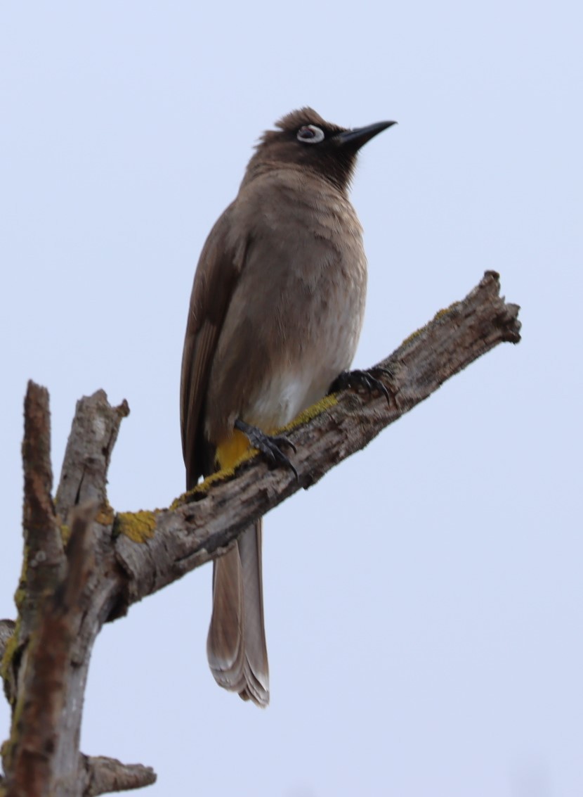 Cape Bulbul - ML624509686