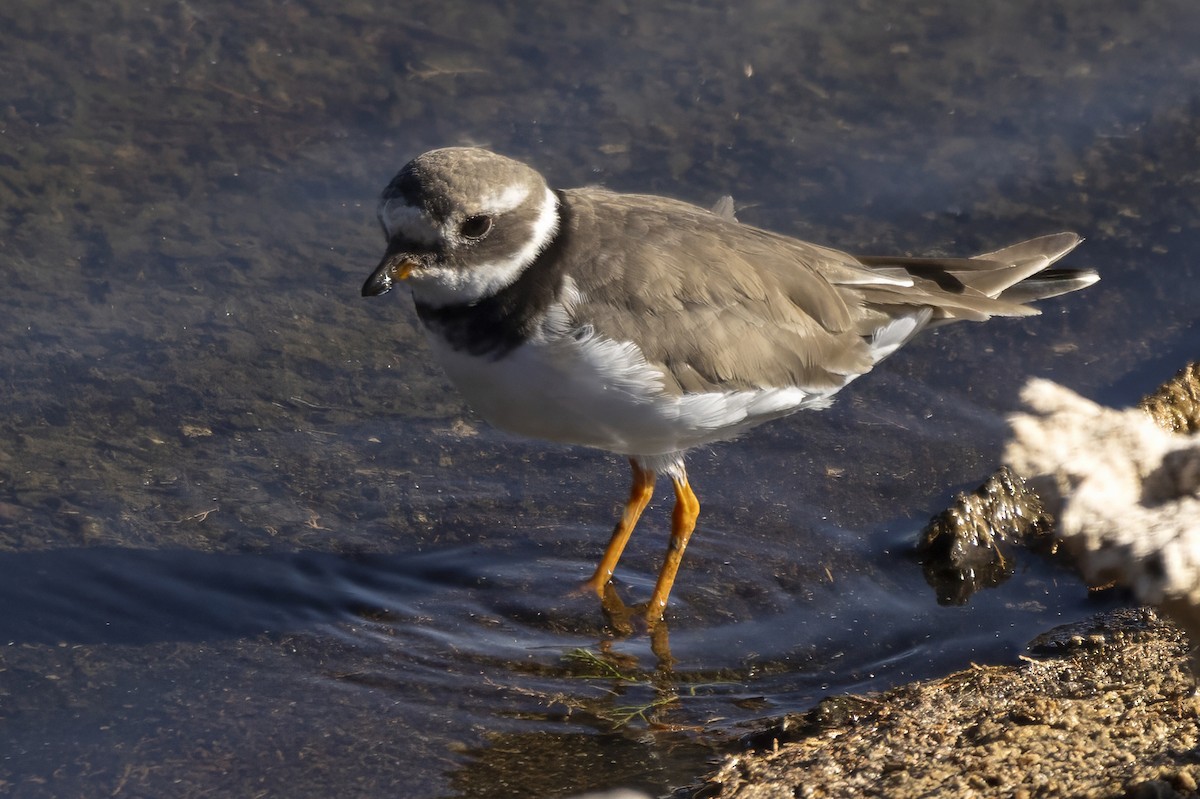 Common Ringed Plover - ML624509691