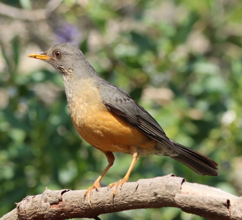 Olive Thrush - ML624509692