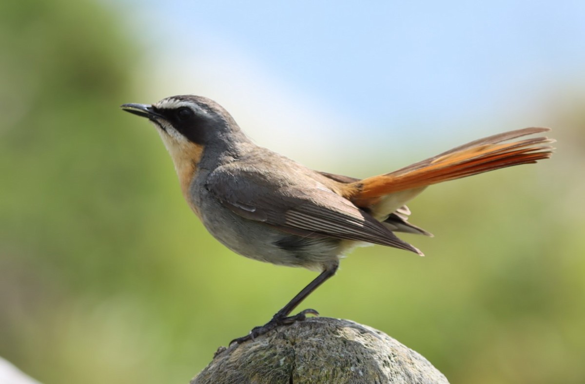 Cape Robin-Chat - ML624509693