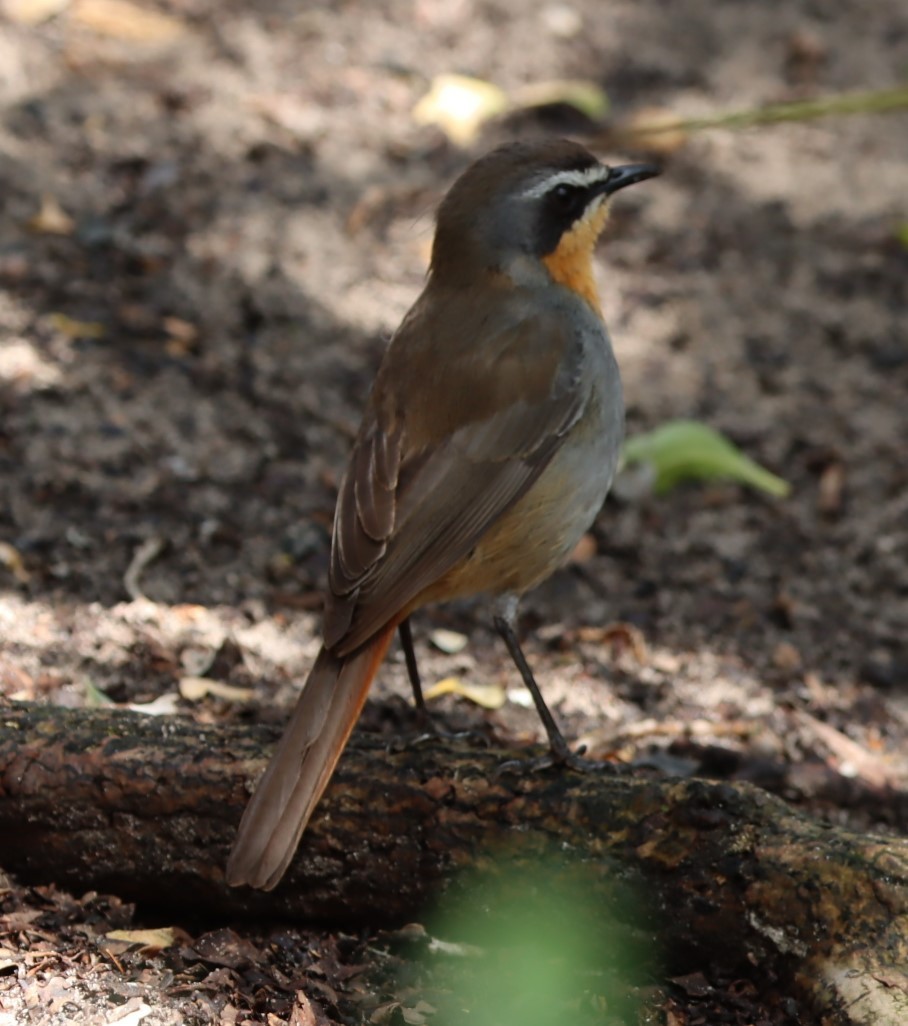 Cape Robin-Chat - ML624509694