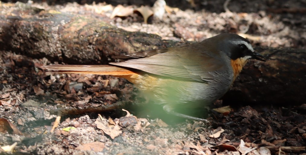 Cape Robin-Chat - ML624509695