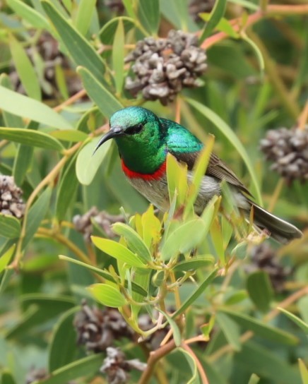 Southern Double-collared Sunbird - ML624509699