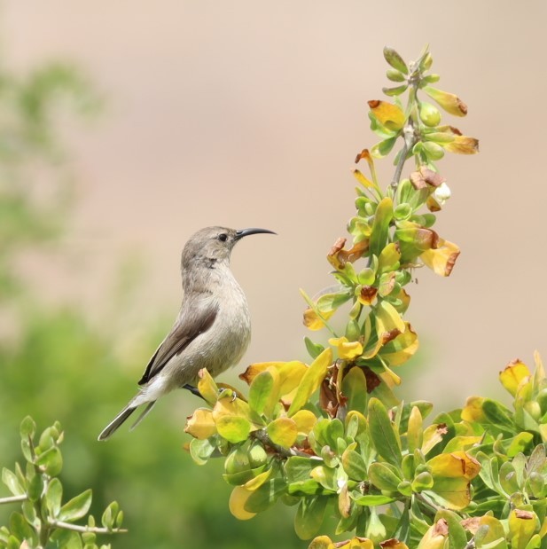 Southern Double-collared Sunbird - ML624509700