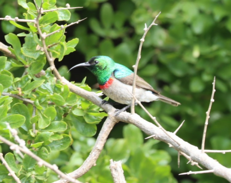 Southern Double-collared Sunbird - ML624509701