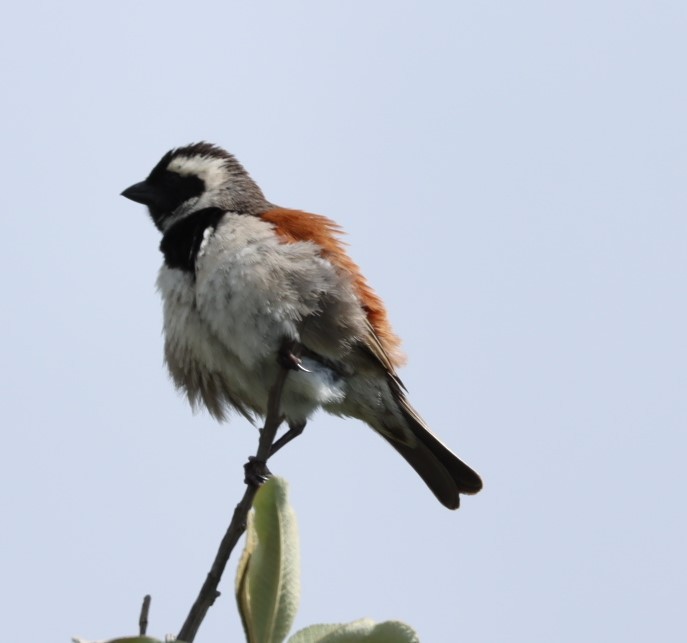 Cape Sparrow - Susan  Downey