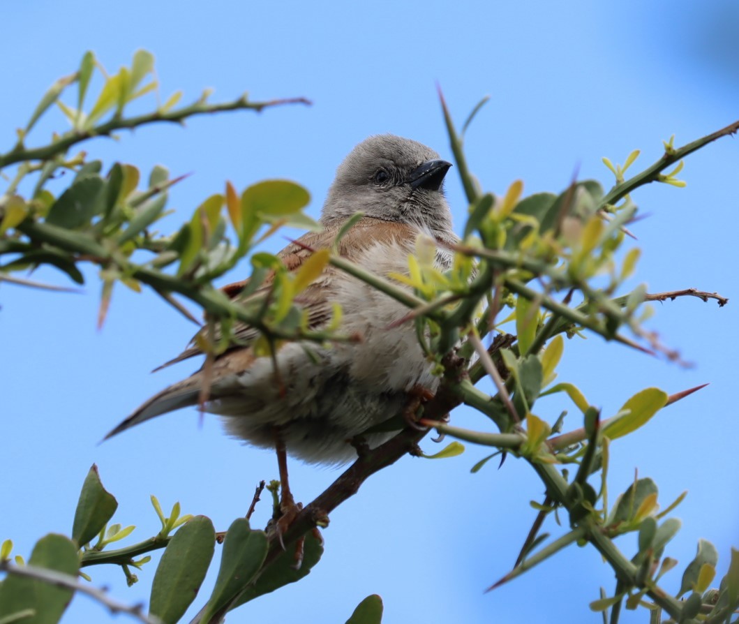 Southern Gray-headed Sparrow - ML624509713