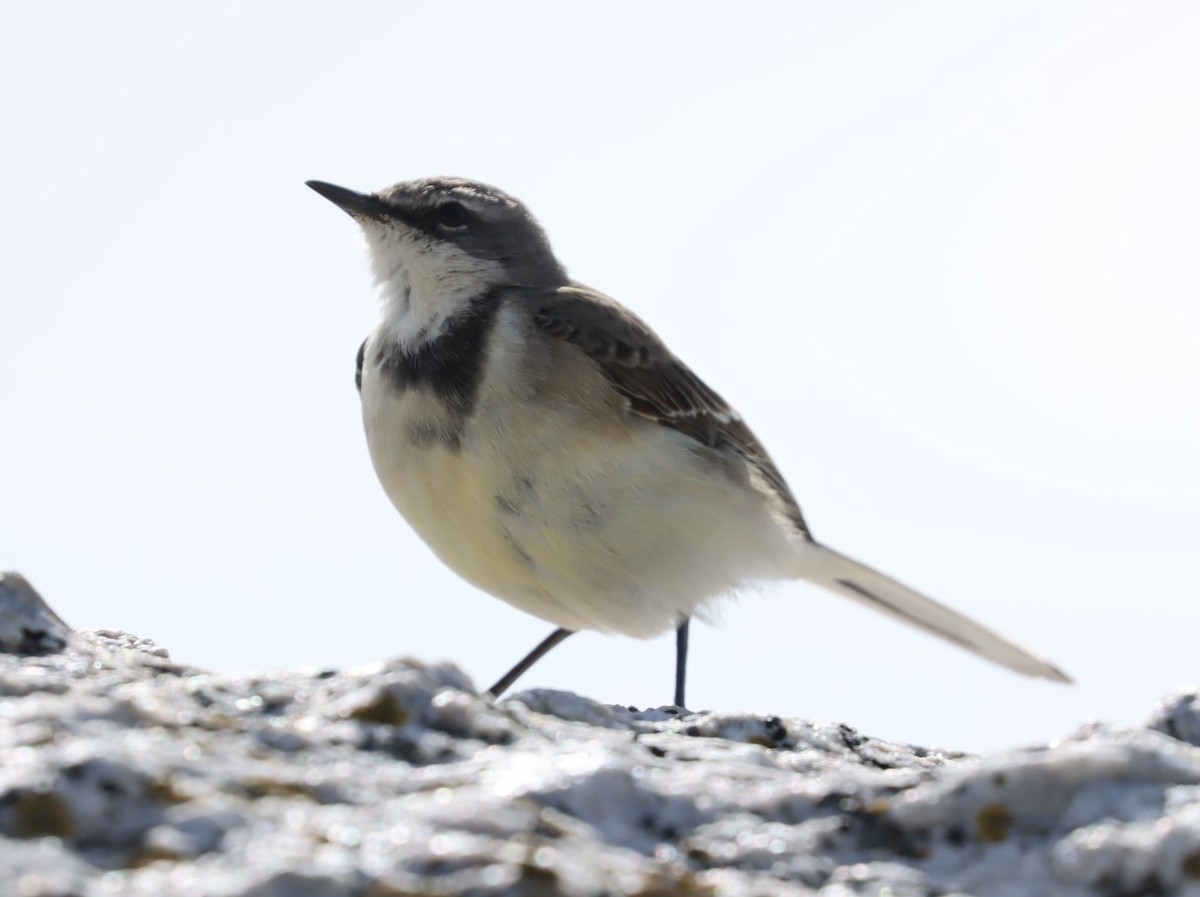 Cape Wagtail - ML624509721