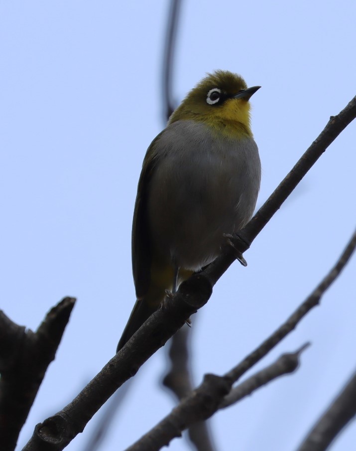 Cape White-eye - ML624509727