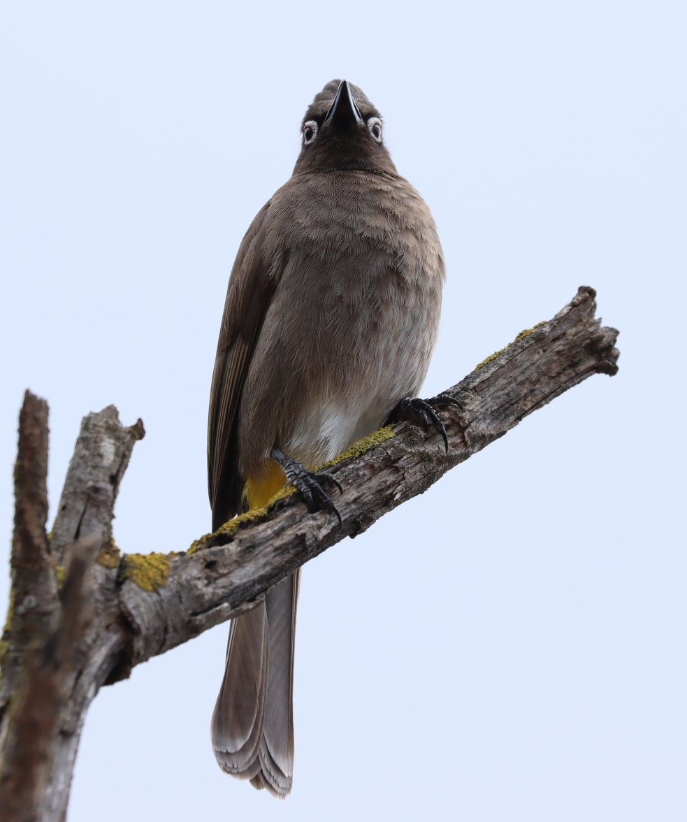 Cape Bulbul - ML624509729