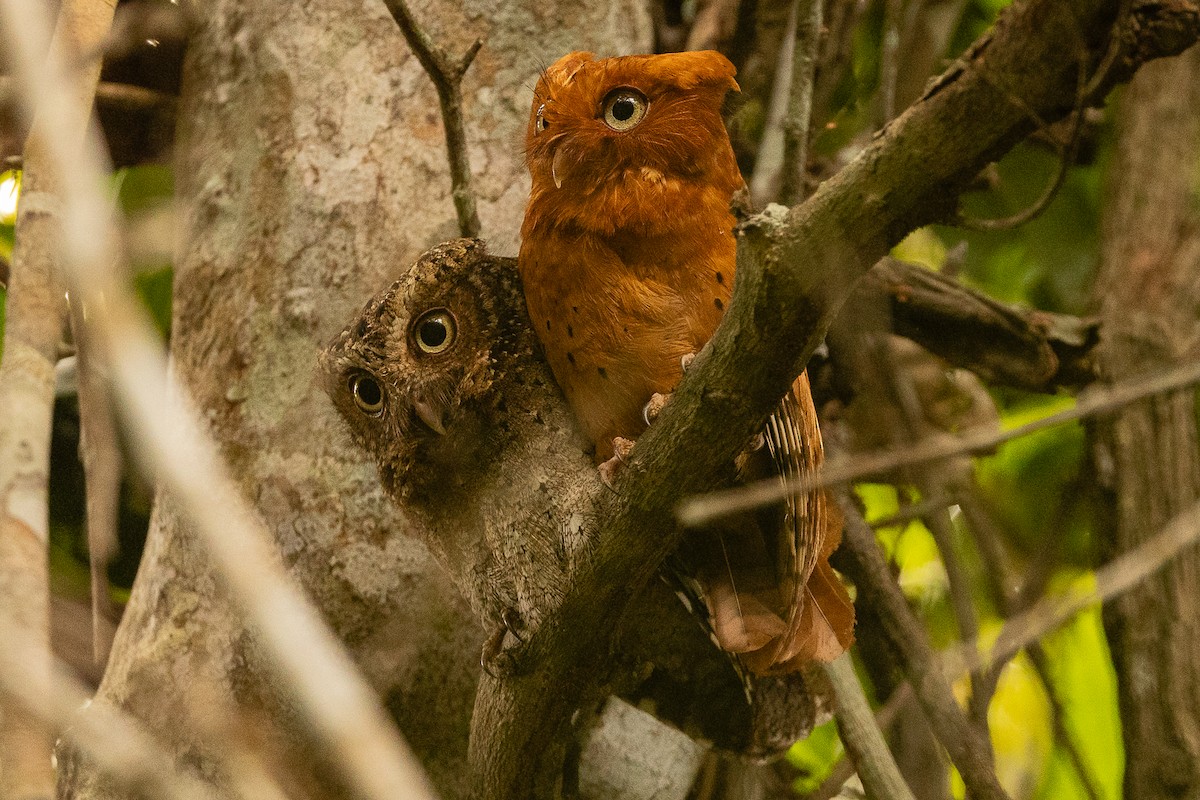 Sokoke Scops-Owl - ML624509804