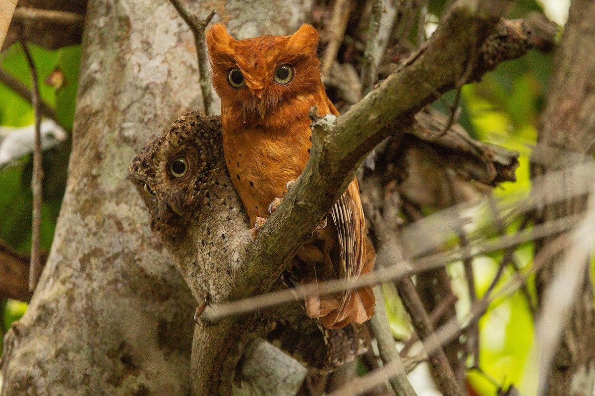 Sokoke Scops-Owl - Anders Peltomaa