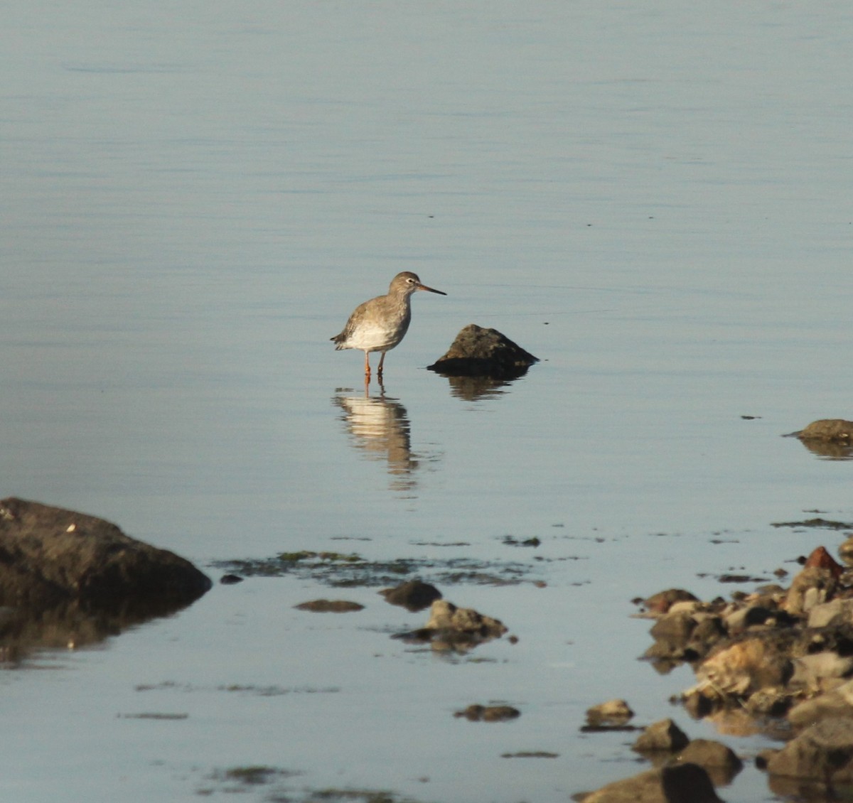 Common Redshank - ML624510143