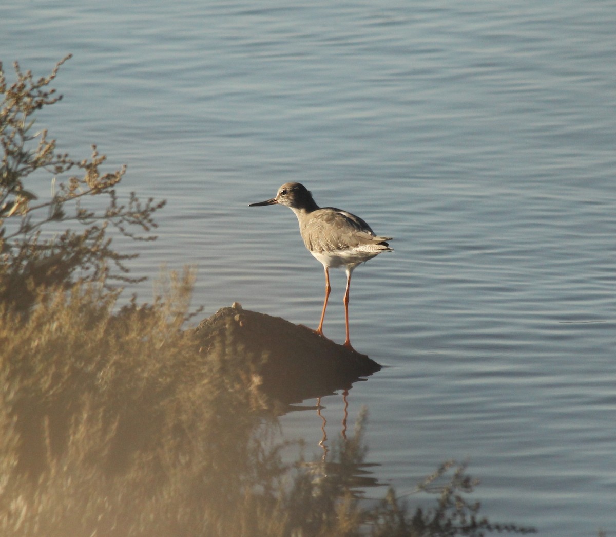 Common Redshank - ML624510144