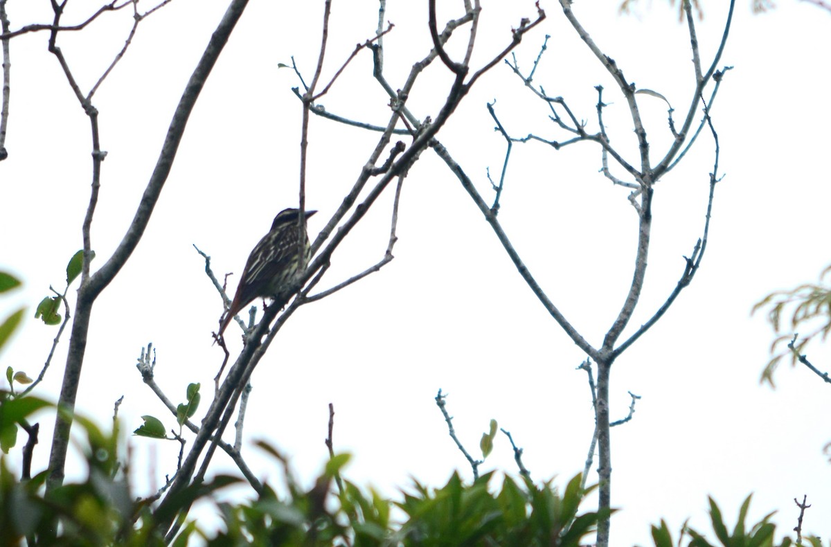 Streaked Flycatcher - ML624510152