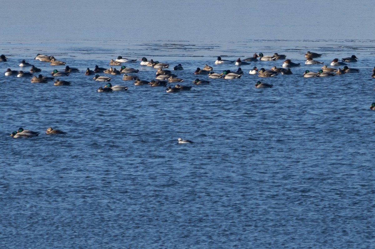 Long-tailed Duck - ML624510175