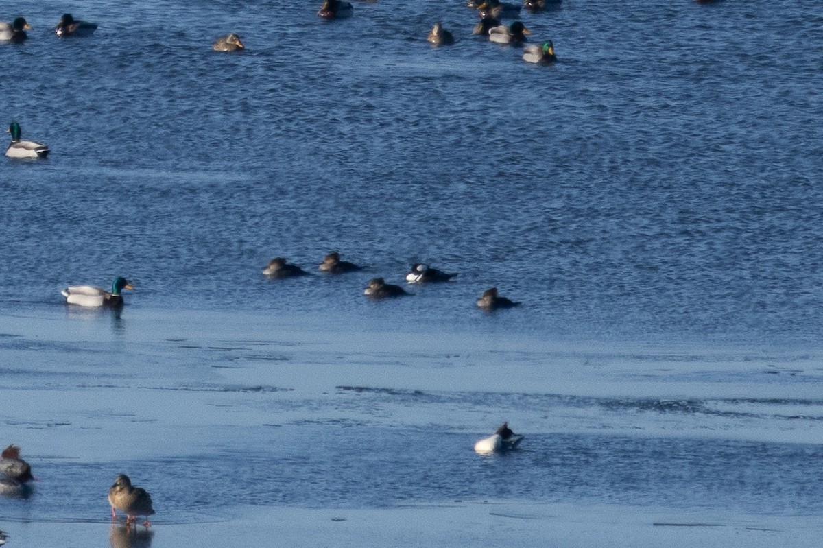 Hooded Merganser - ML624510182