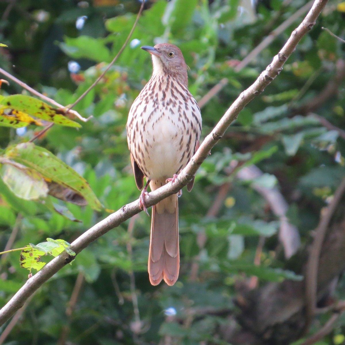 Brown Thrasher - ML624510190