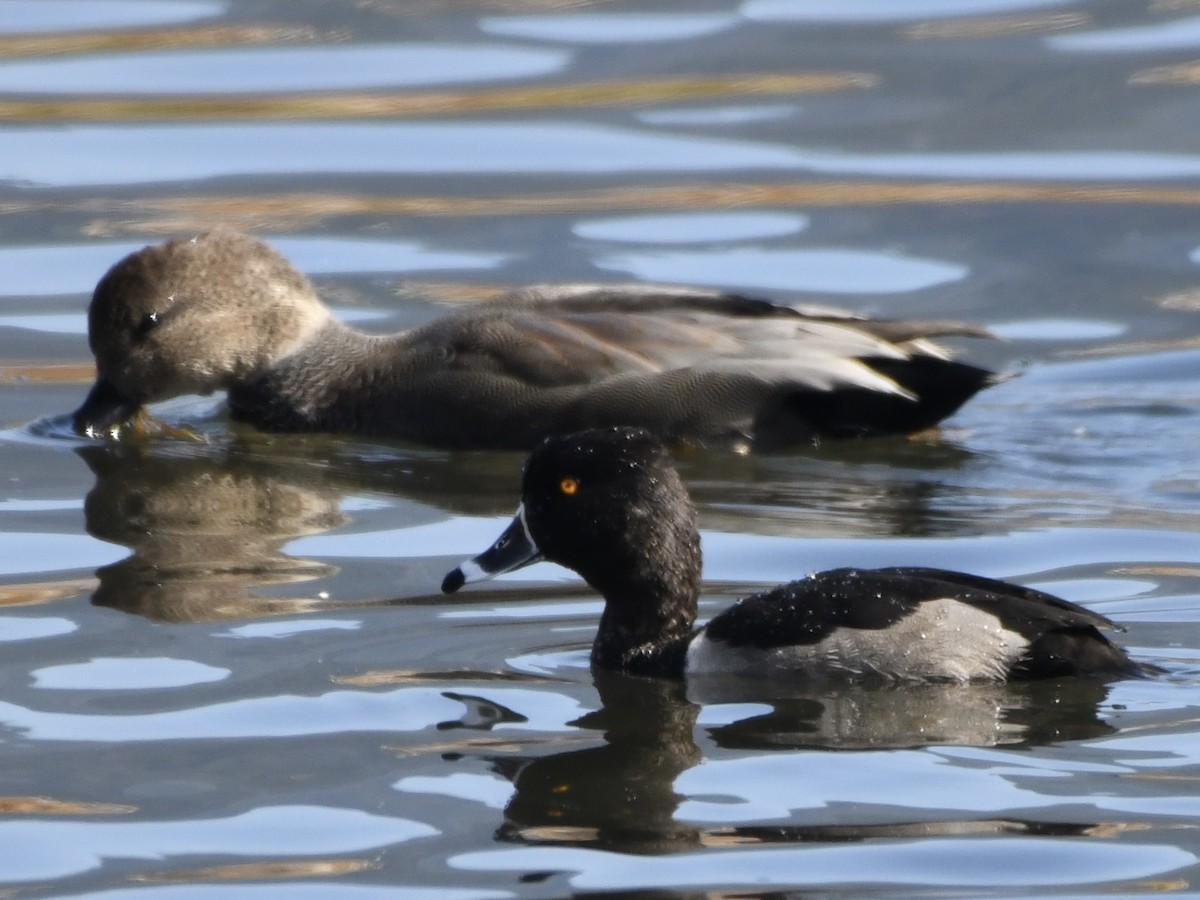 Lesser Scaup - ML624510192