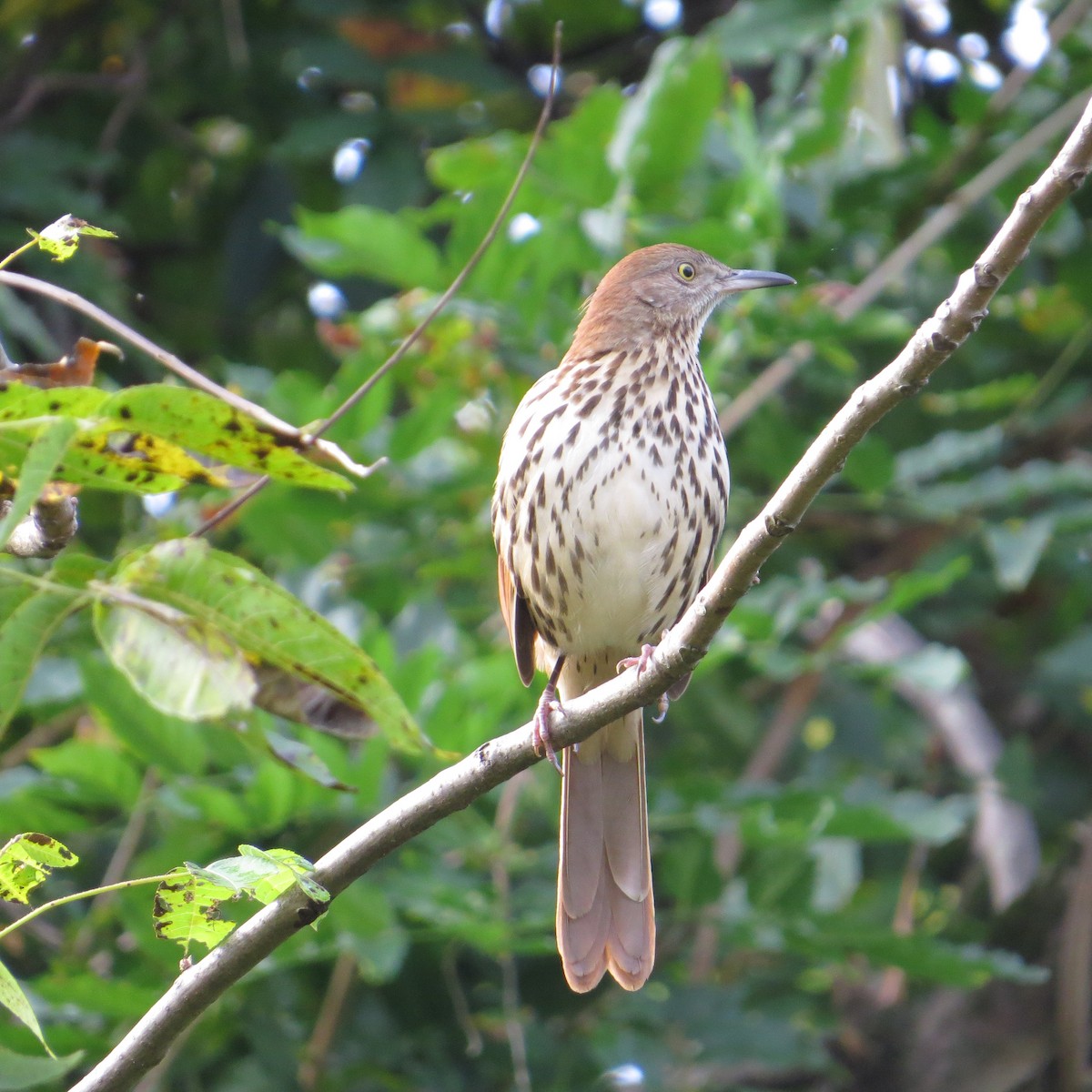 Brown Thrasher - ML624510195