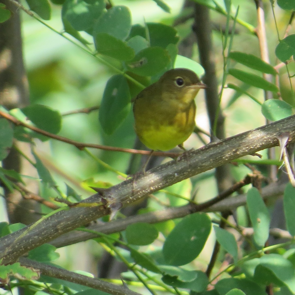 Connecticut Warbler - ML624510231