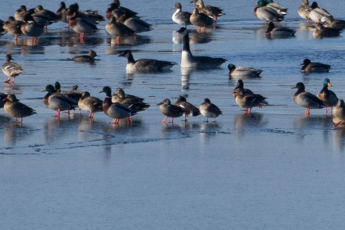 Northern Shoveler - ML624510233