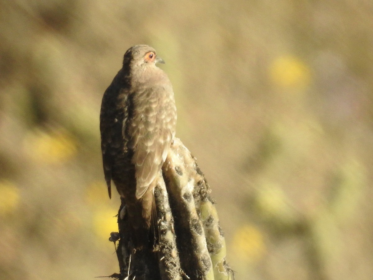 Bare-faced Ground Dove - ML624510239