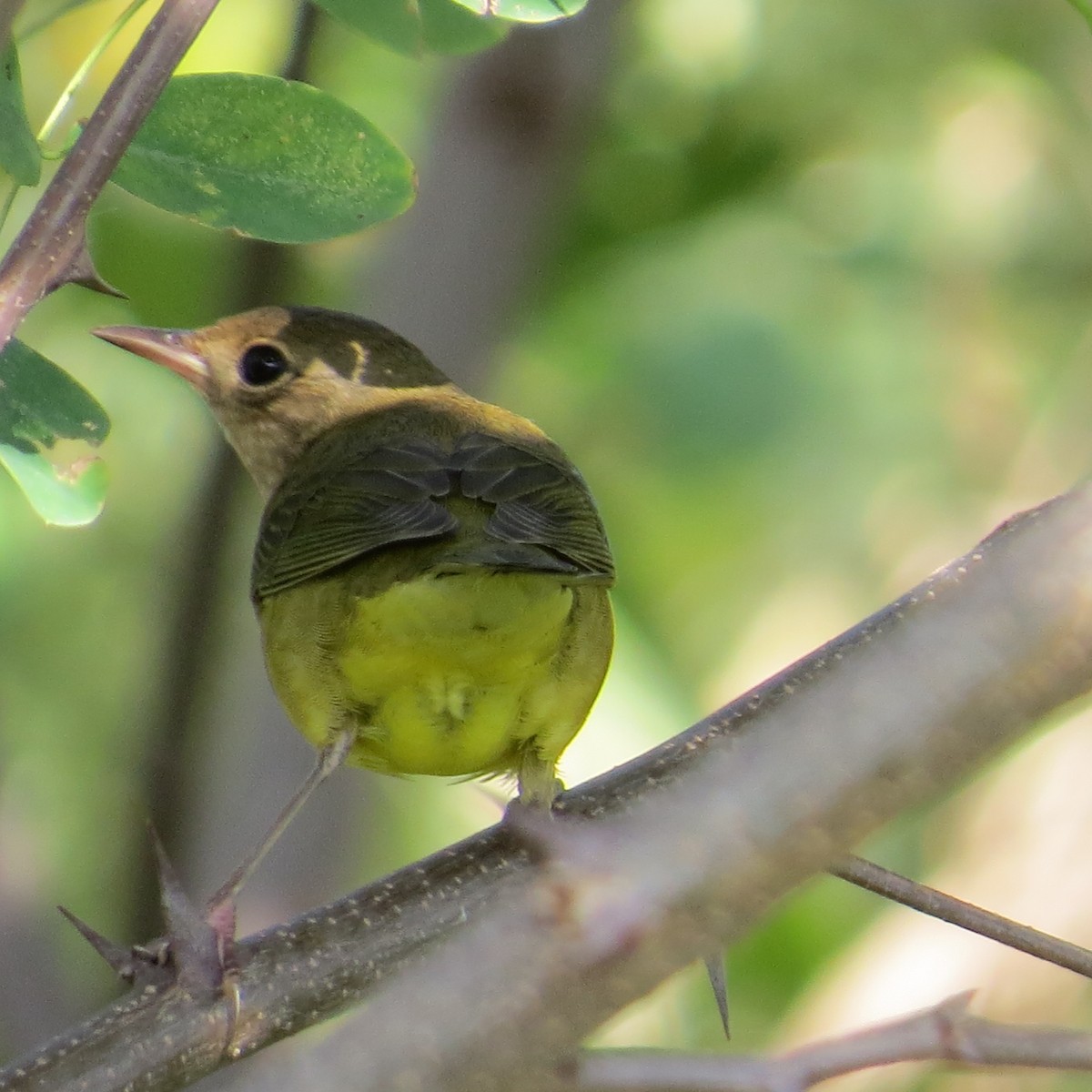 Connecticut Warbler - ML624510241