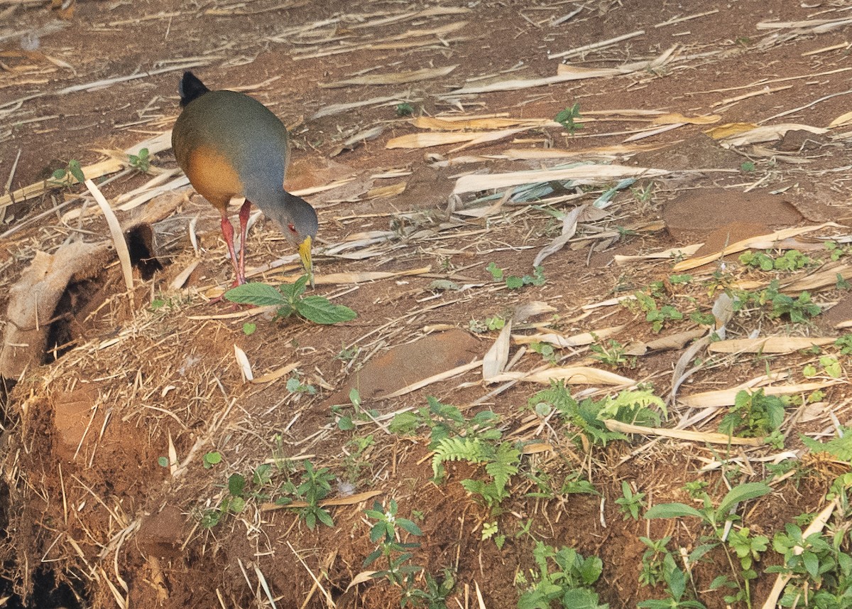 Gray-cowled Wood-Rail - ML624510252